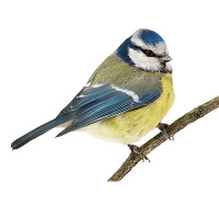 Mette Kristin Martinsen